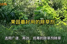 果园最好用的除草剂，除草干净彻底，持效期长果树又安全视频封面