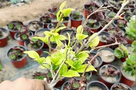 盆土碱性植物易黄叶，教你几个小窍门，不花钱也能改善酸碱度！视频封面