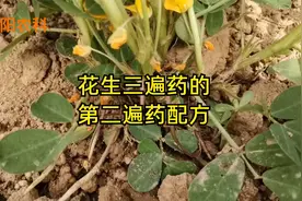 花生三遍药，第二遍药在盛花后喷施效果最好，结果多增产最显著视频封面