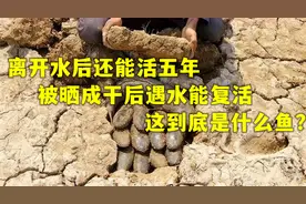 离开水后还能活五年，被晒成干后遇水能复活，这到底是什么鱼？视频封面