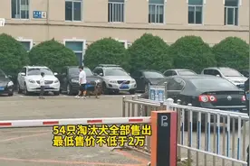 中国刑警学院出售淘汰犬，最高拍卖价33万 ，现主人：超预算也值视频封面