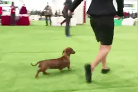 因玉林狗肉节 上海狗展遭欧洲动物保护者抵制