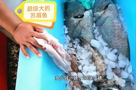 因疫情关掉的菜市场重启了，青菜很贵，但大“苏眉鱼”超级便宜