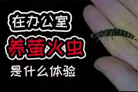 在办公室养萤火虫是什么体验？好多人竟难以相信这是萤火虫视频封面