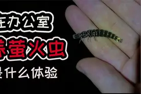在办公室养萤火虫是什么体验？好多人竟难以相信这是萤火虫视频封面