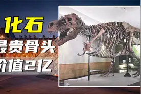 盘点五种天价化石，1颗蛋卖到近千万，第一名直接叫价2亿！视频封面
