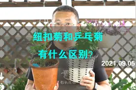 纽扣菊和乒乓菊 ,有什么区别?视频封面