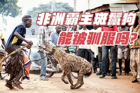 非洲霸主斑鬣狗，能够被人类驯服，变成宠物狗看家护院吗？可以！视频封面