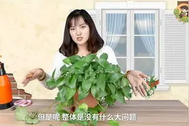 老是黄叶的绿萝，来看看这几个原因，再也不黄叶！视频封面