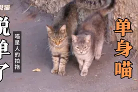 知道猫咪拍拖是什么样的吗？这股黏糊劲让小年轻都看不下去了视频封面