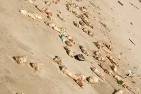 恶臭！东莞海滩现大量猪蹄和不明动物内脏，官方回应来了｜DV现场