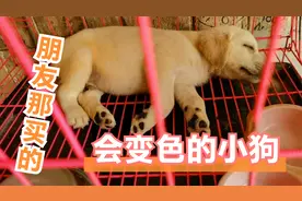 在朋友那买了只狗，居然掉色了？？视频封面