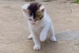 猫事一点不干，竟然去抓苍蝇，猫中哈士奇果然名不虚传！