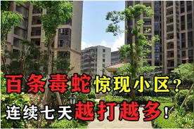 百条毒蛇惊现小区，不仅打不走反而越来越多，专家出手揭开真相！视频封面