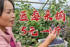 黑龙江伊春蓝莓采摘5元一斤，实地采摘体验值不值，结果掉下巴视频封面