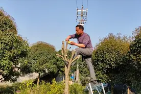 桂花树遭天牛危害，救不活只能砍掉？老杨把树枝全部锯掉有望救活视频封面