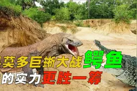 爬行动物的巅峰对决，科莫多巨蜥大战鳄鱼，谁的实力更胜一筹？视频封面