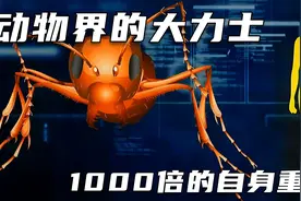 能举起自身体重1000倍的动物你见过吗？盘点动物界的蚁量级大力士视频封面