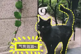 都说黑猫进家是不祥预兆，流浪猫大黑用行动证明，事实不是这样的视频封面