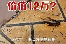 店里来了一只好大的蛐蛐，差点看成了蟑螂，品种贵吗？价值12万？