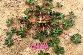 老鹳草，一种珍贵的农村植物，它的价值与好处值得了解收藏视频封面