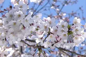 二胡轻音乐《墨痕》，清新淡雅，静谧柔美视频封面