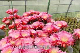 仙人球中的“战斗机”，花大如“脸盘”，群开美如画，它就是飞碟