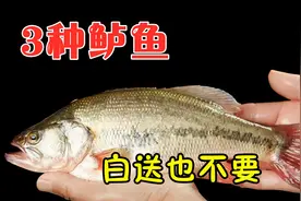 买鲈鱼时，不是个头越大越好，建议别买3种鲈鱼，别被鱼贩忽悠视频封面