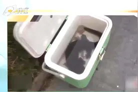 重庆大爷3次钓上同一条娃娃鱼：已交动物园妥善安置视频封面