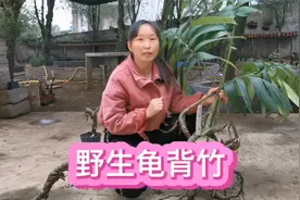 龟背竹不只是可以栽培观赏，它的药用价值也很高，你知道怎么用吗视频封面