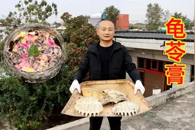 攒了5个鳄龟壳，耗时1天1夜大冬熬“龟苓膏”，吃嘴里都值了视频封面