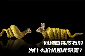 你听说过还魂草吗？让我们一起揭秘铁皮石斛是怎样人工栽培的?视频封面