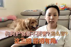 狗狗护食要不要管？要管！金毛主人给你支招，这3招，招招见效！视频封面