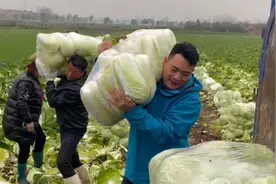 饭店老板收农民50吨滞销白菜送市民：你看，都烂到地里了！视频封面