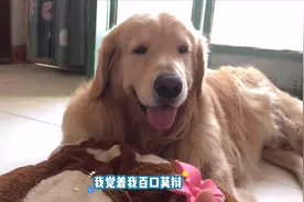 金毛被迷糊主人冤枉，直言自己做坏事都是明目张胆的，笑哭视频封面