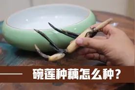 又到了种碗莲的好季节，园艺师教你，埋下种藕，夏天等着开花吧视频封面