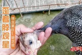 珍珠鸡突然歪着脖子，大白天还观星？喂点维生素片，再吵就下锅了