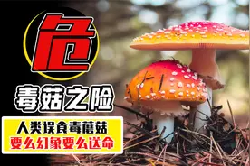 女生吃野生菌出现幻觉，从家到医院扯一路的线，高温不能消毒吗？