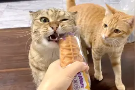 猫咪总是偷吃主人的早餐，被抓包了也不松口，这也太贪吃视频封面