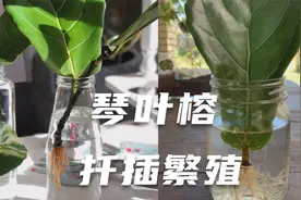 盆栽琴叶榕修剪促分枝，剪的枝插水里20天长根，快速培育新幼苗视频封面