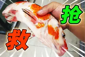 回家四天的锦鲤浑身充血，检查一番救治可能不大，招财猫必须换缸
