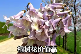 路边的“桐树花煮水”原来价值那么高，男女朋友都喜欢