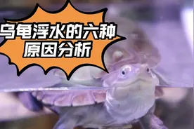 乌龟浮水就是肠胃炎、肺炎？别瞎治了！2分钟学会判断为何浮水！视频封面