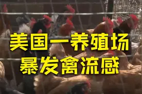 美国艾奥瓦州扑杀110万只蛋鸡视频封面