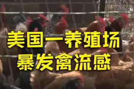 美国艾奥瓦州扑杀110万只蛋鸡视频封面