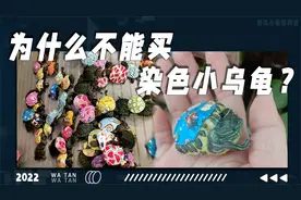 为什么不能买染色小乌龟？染色小乌龟的生产过程