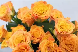 橙黄色玫瑰花品种大全，黄色玫瑰感觉很温暖，你们都喜那一种？