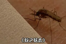 男子痴迷被蚊子叮，饲养几十万只蚊子，肿成蛤蟆也不愿停！惊悚片视频封面
