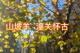 山坡羊 潼关怀古 元 张养浩视频封面