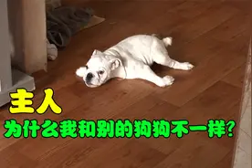 法斗犬天生残疾无法行走，穿上滑轮支架后，狗狗变身乐观小海龟！视频封面